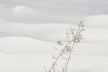 Weed along snow covered field