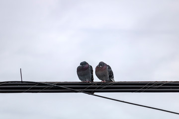 couple de pigeon sur un file électrique  © Helene Gaudreau