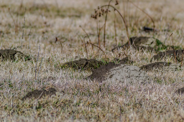 Molehills in a meadow covered with dried-grass winter 