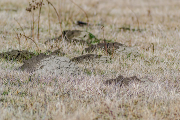 Molehills in a meadow covered with dried-grass winter 