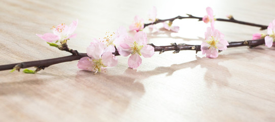 Pink spring petal of apricot tree; wooden background