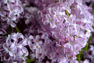 Lilac branches. Gentle spring romantic composition. Congratulation, postcard