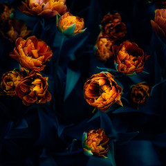Nahaufnahme blühender Blumenbeete mit erstaunlichen orangefarbenen Papageientulpen im Frühling. Öffentlicher Blumengarten, Niederlande. Dunkles, stimmungsvolles Foto © manuta
