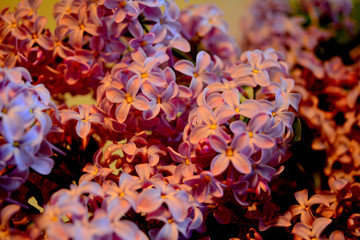 Close-up bouquet of lilac flowers. Fresh tender spring composition.