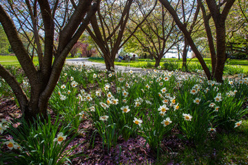 magical white daffodils near  trees