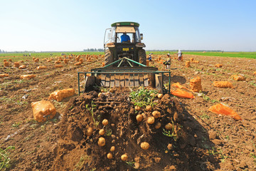 Farmers use machinery to harvest potatoes, Luannan County, Hebei Province, China.