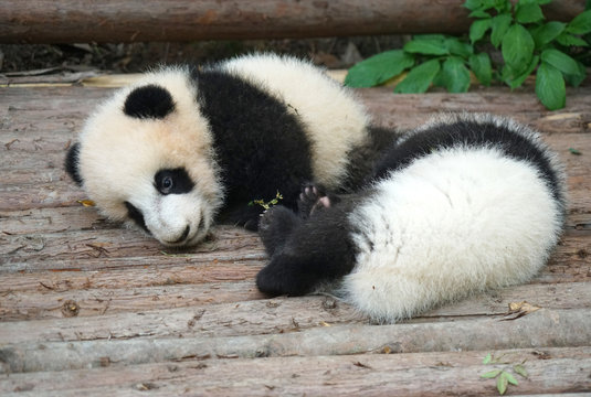 Cute baby panda sleeping under sunlight