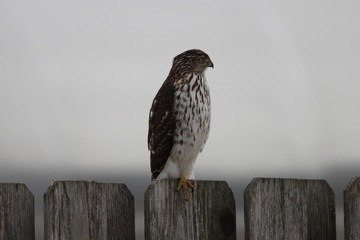 Red Tailed Hawk