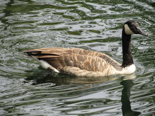 goose on water