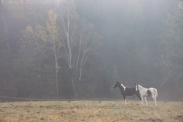 horses - a foggy cold day