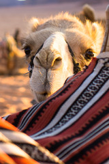 Kamel in Wüste Wadi Rum Jordanien