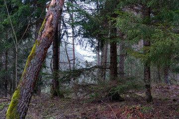 Beautiful landscape of coniferous forest. The trunks of the trees and the needles on the branches. In the distance, you can see fog and gray clouds.