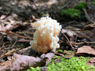 White Mushroom 1