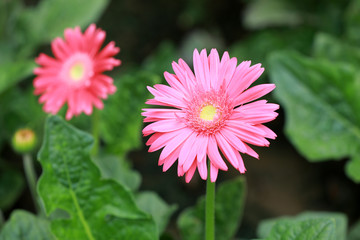 Obraz premium Chrysanthemum flowers in the garden