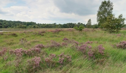 parc national de Zoom-Kalmthoutse Heide