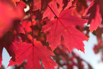 Maple Leaves in Autumn