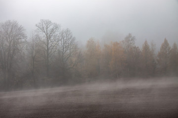 Fototapeta na wymiar a foggy cold day