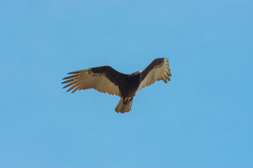 North American Turkey Vulture in Flight Against a Bright Blue Sky
