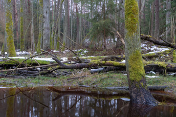 old forest in the swamp. Thick tree trunks overgrown with moss. In places on the grass lies dirty snow.