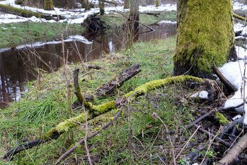 spring forest landscape. old forest in the swamp. Thick trunks of trees covered with moss. Mostly on the green grass lies dirty snow.