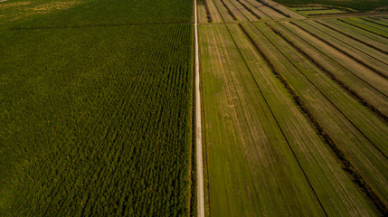 Aerial View of a Rural Dirt Road Bisecting a Sown and an Unsown Field