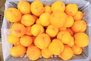 Yellow peaches on the farm
