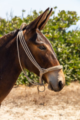 Obraz premium Portrait eines Esels