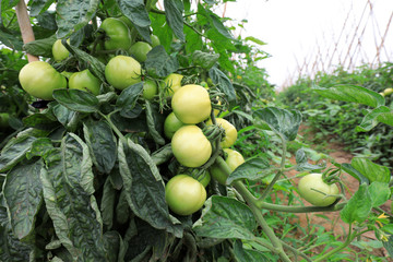 Tomatoes grow on plants in a farms