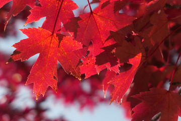 Red Maple Leaves