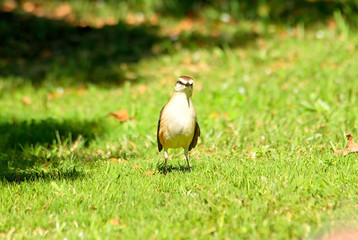 Mocking bird perched on the grass        