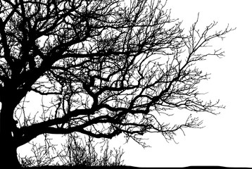 silhouette of a natural oak on a white background