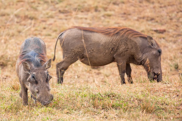 A pair of Warthogs walking in the Masai Mara National park, Kenya, Africa.