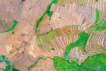 Terraced rice field with brown land before planted
