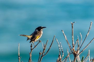 Holland Honeyeater in the bush, Sydney Australia