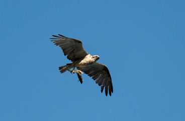 Hunting Osprey, Byron Bay Australia