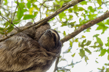 Naklejka premium Three-toed sloth bear moving in the trees. Costa Rica