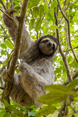 Three-toed sloth bear moving in the trees. Costa Rica