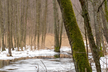 Spring landscape. old forest along the riverbank. Thick tree trunks are covered with moss. Mostly on the grass lies the dirty last snow. Ice on the river.