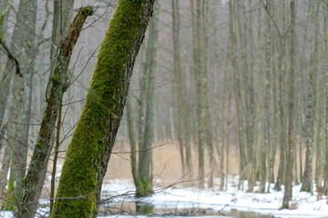 Spring landscape. old forest along the riverbank. Thick tree trunks are covered with moss. Mostly on the grass lies the dirty last snow. Ice on the river.