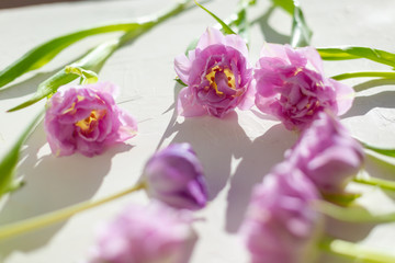 Spring flowers. Bouquet of purple tulips on white background.