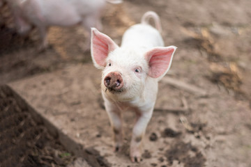 Little cute white pig on a farm.