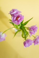 Fototapeta na wymiar Spring flowers. Bouquet of purple tulips on yellow background.