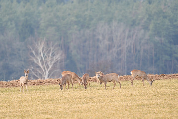 The herd of European roe deer, Capreolus capreolus, also known as the western roe deer grazing on the winter wheat field during the early spring day. Roe deer is most widespread deer in Czech republic