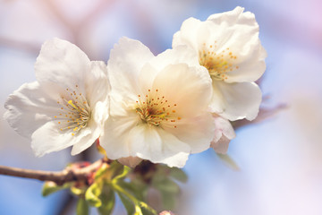 Fototapeta na wymiar Beautiful pink cherry blossom closeup
