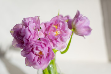 Naklejka na ściany i meble Spring flowers. Bouquet of purple tulips on white background.