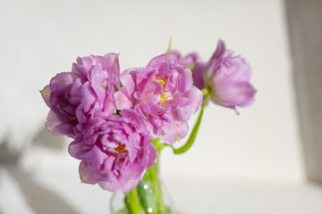 Fototapeta na wymiar Spring flowers. Bouquet of purple tulips on white background.
