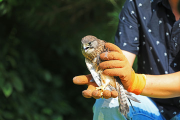 Wild Bird Rescue Workers Hold Red Falcon in Their Hands for Observation, China