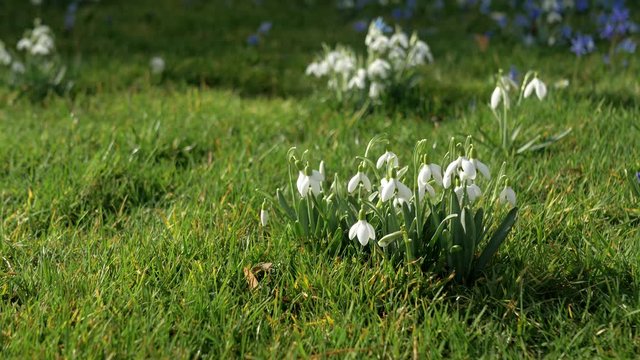 Spring fresh flowers. Crocuses and lilies of the valley. 