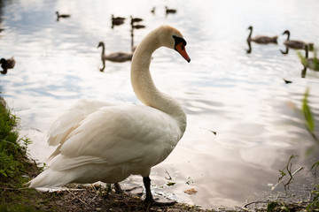 Beautiful white swan on the a lake.