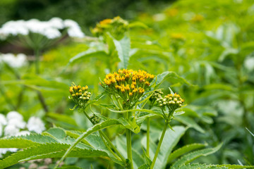 Siberian Hogweed or beam (Heracleum sibiricum), Kamchatka Peninsula, Russia.